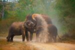 Elephant Mud Bath