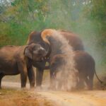 Elephant Mud Bath