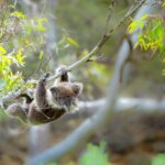 Koala Hanging