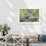 Koala Hanging - Image 5