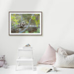 Koala Hanging - Image 8
