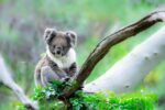 Koala Serene