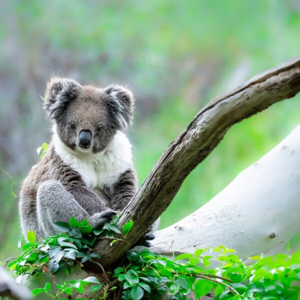 Koala Serene