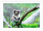 Koala Serene - Image 5