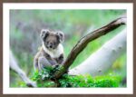 Koala Serene - Image 7